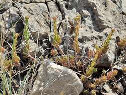 Sivun Petrosedum subulatum (C. A. Mey.) Afferni kuva