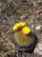 Image of Matucana aureiflora F. Ritter