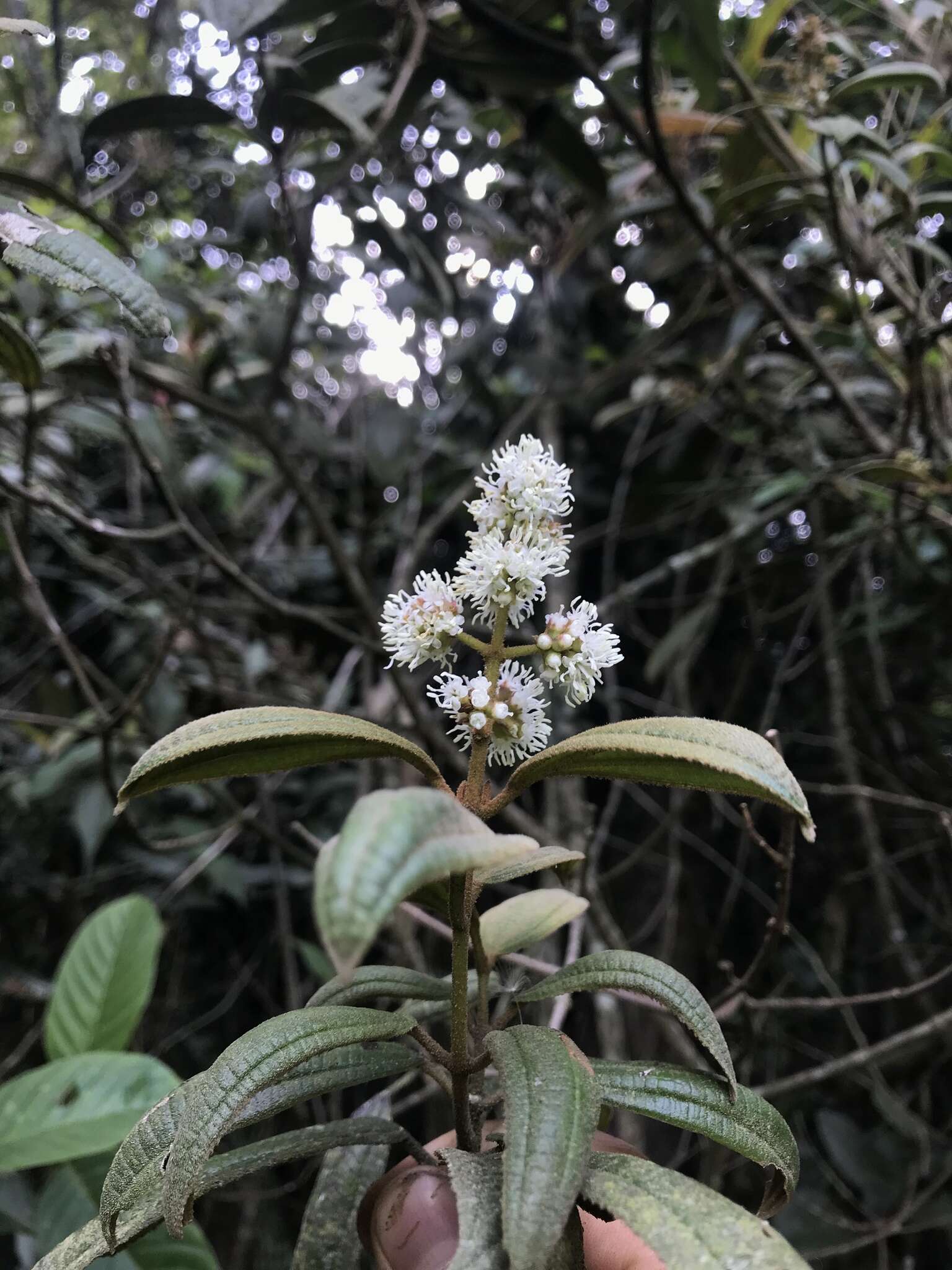 Image of Miconia cataractae Triana