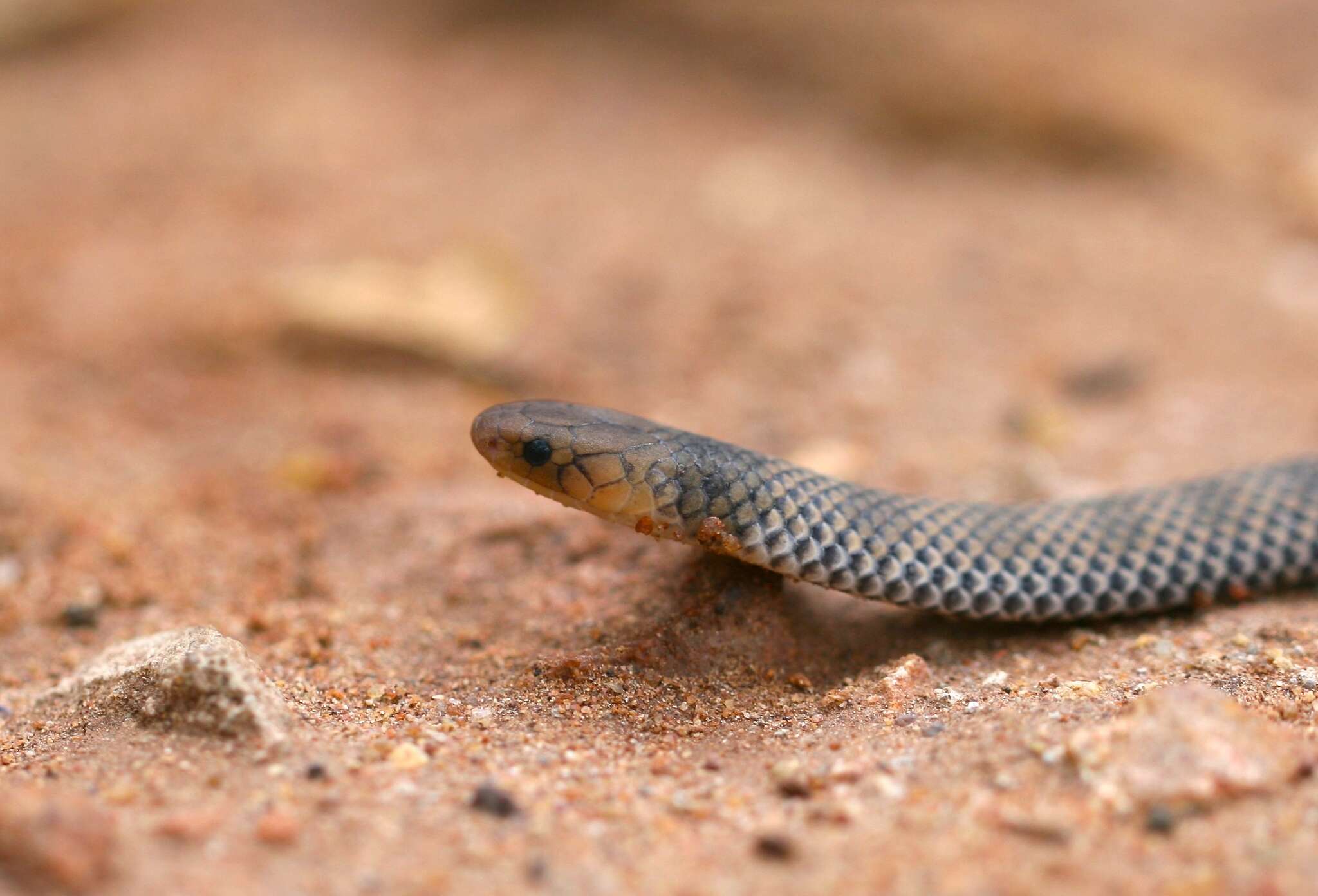 Image of Plumbeous or Reticulated Centipede Eater