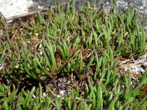 Image of Centella caespitosa Adamson