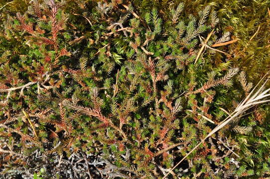 Image of Wallace's spikemoss