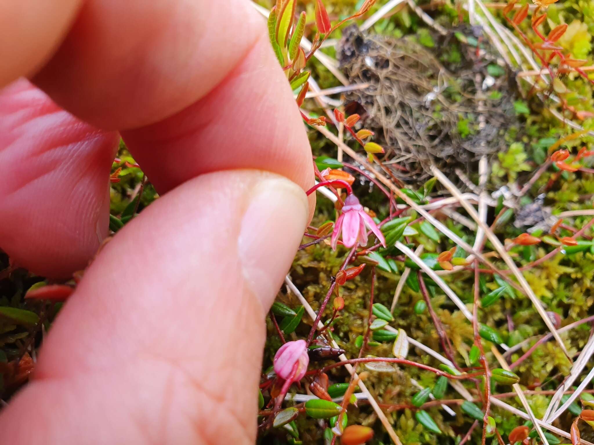 Image of Vaccinium microcarpum (Turcz. ex Rupr.) Schmalh. ex Busch