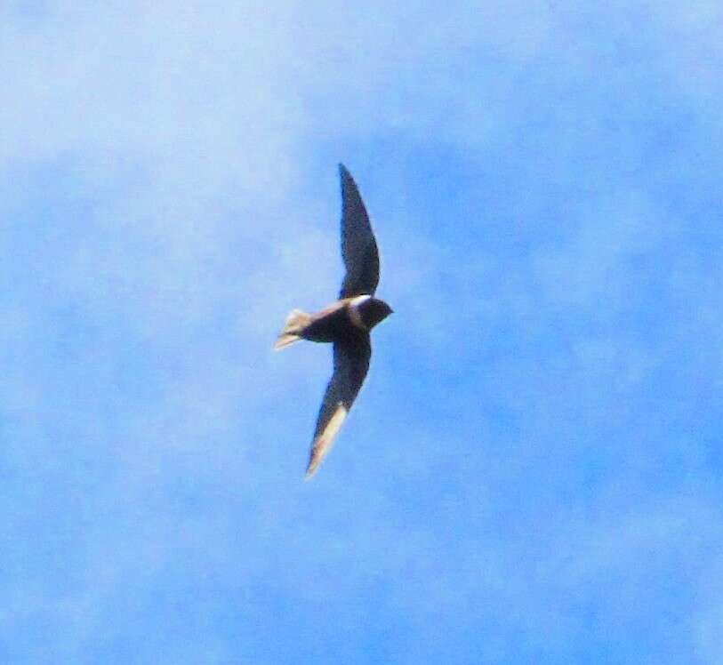 Image of White-collared Swift