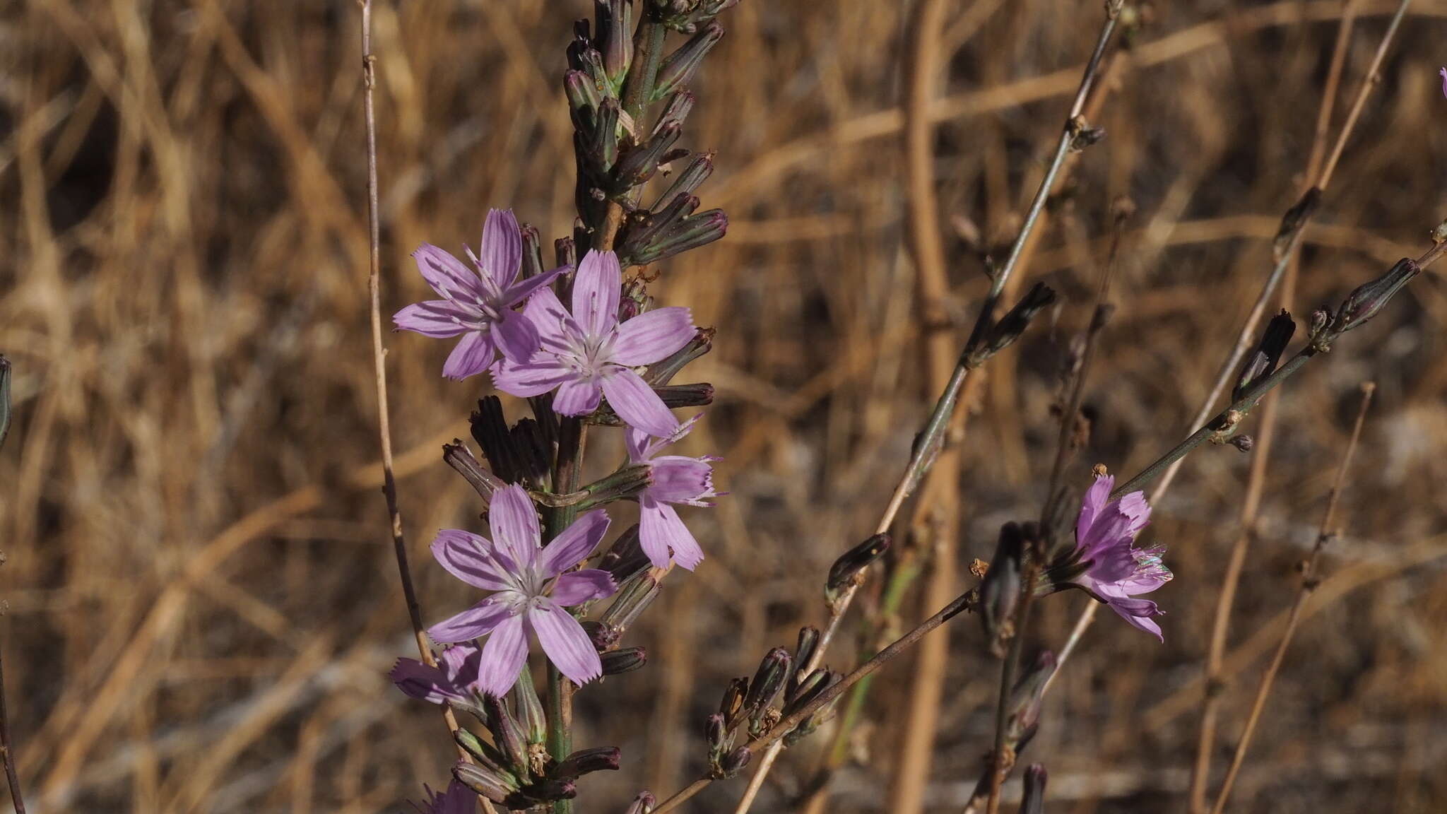 صورة Stephanomeria virgata subsp. pleurocarpa (Greene) Gottlieb