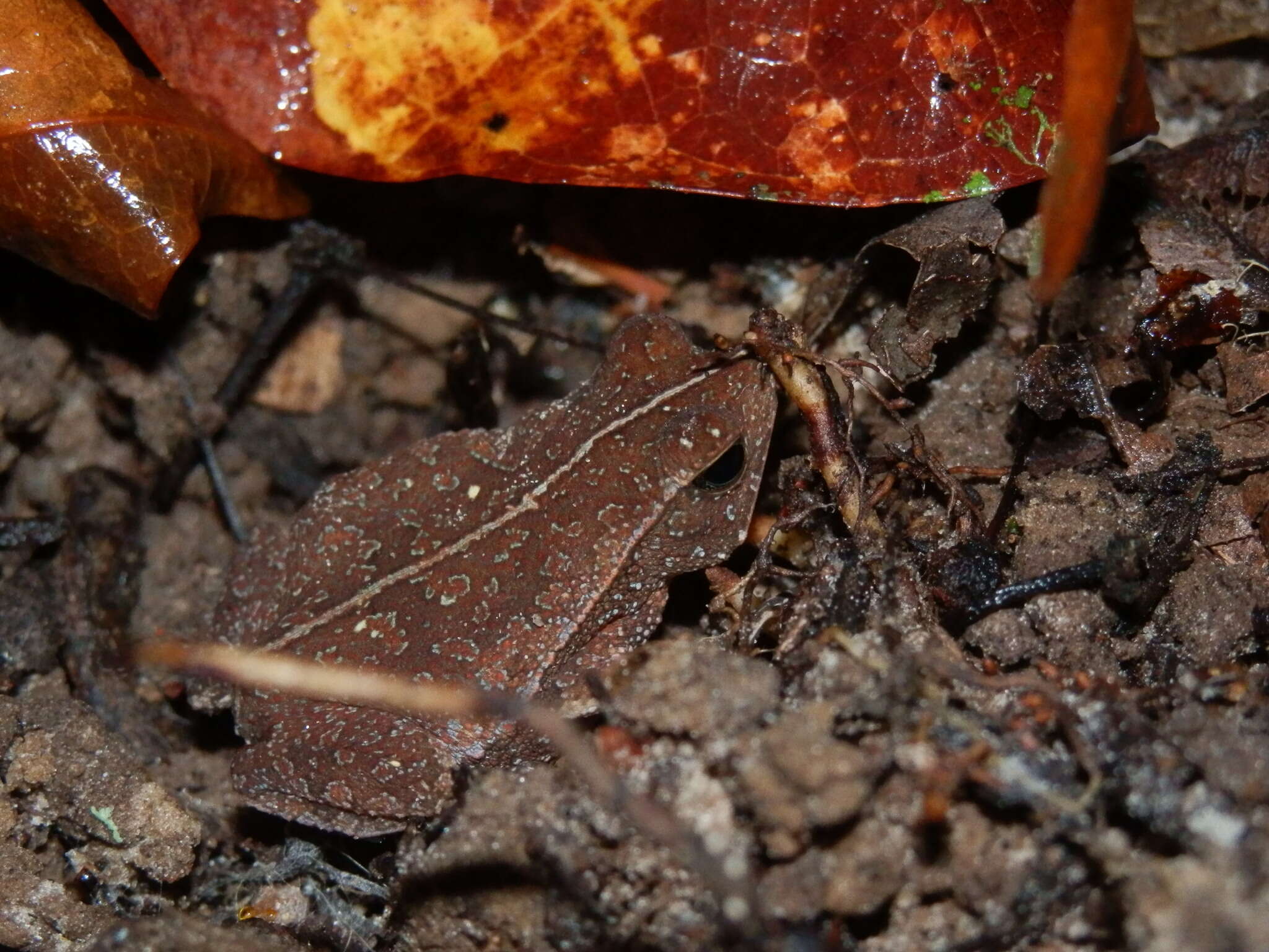 Image of Rhinella castaneotica (Caldwell 1991)