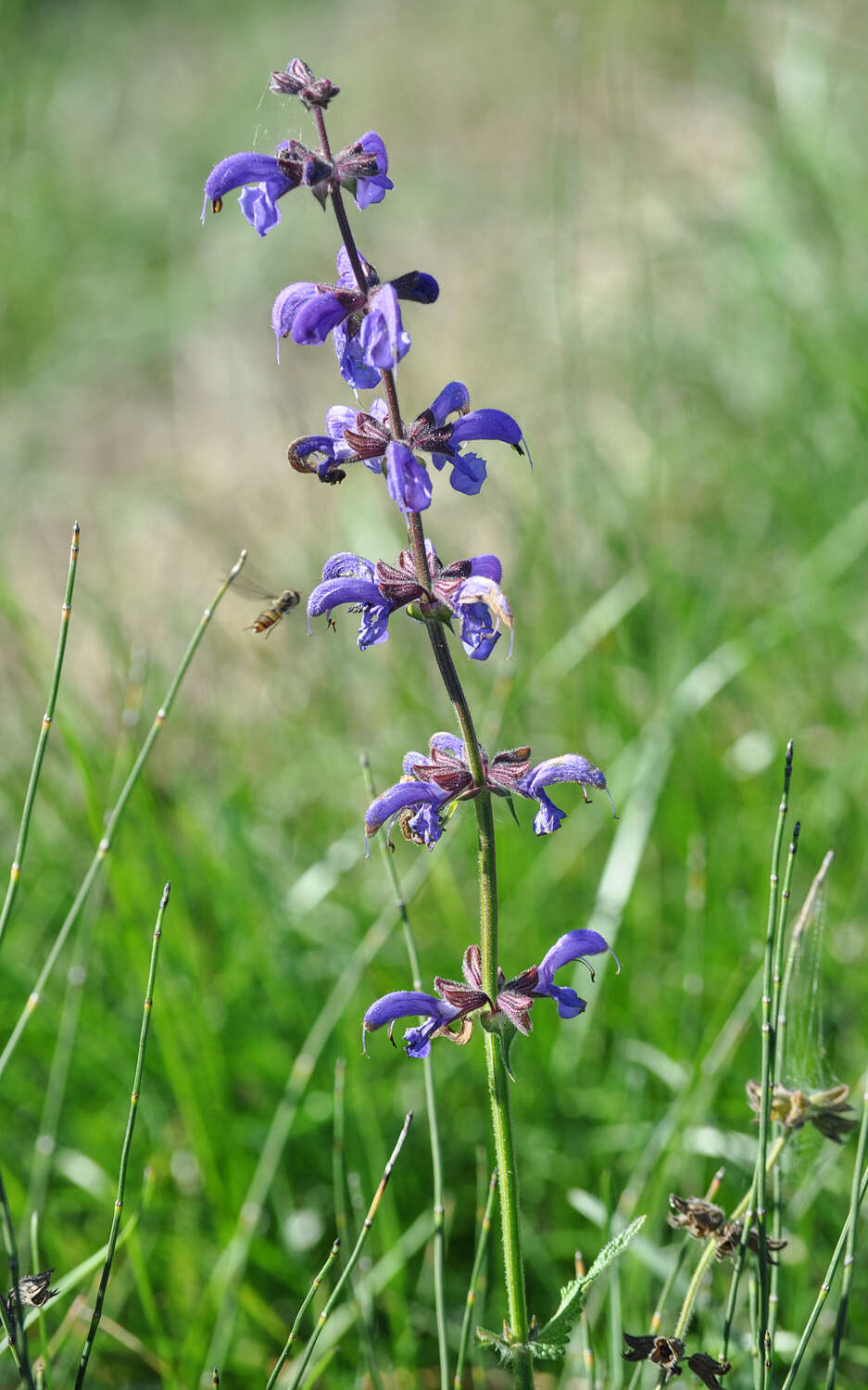 Imagem de Salvia pratensis L.