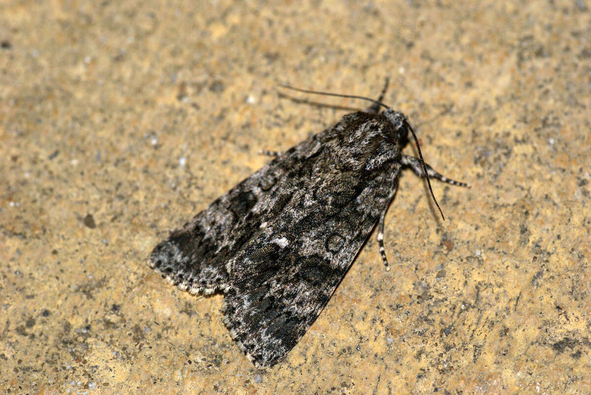 Image of knot grass