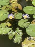 Image of tropical royalblue waterlily