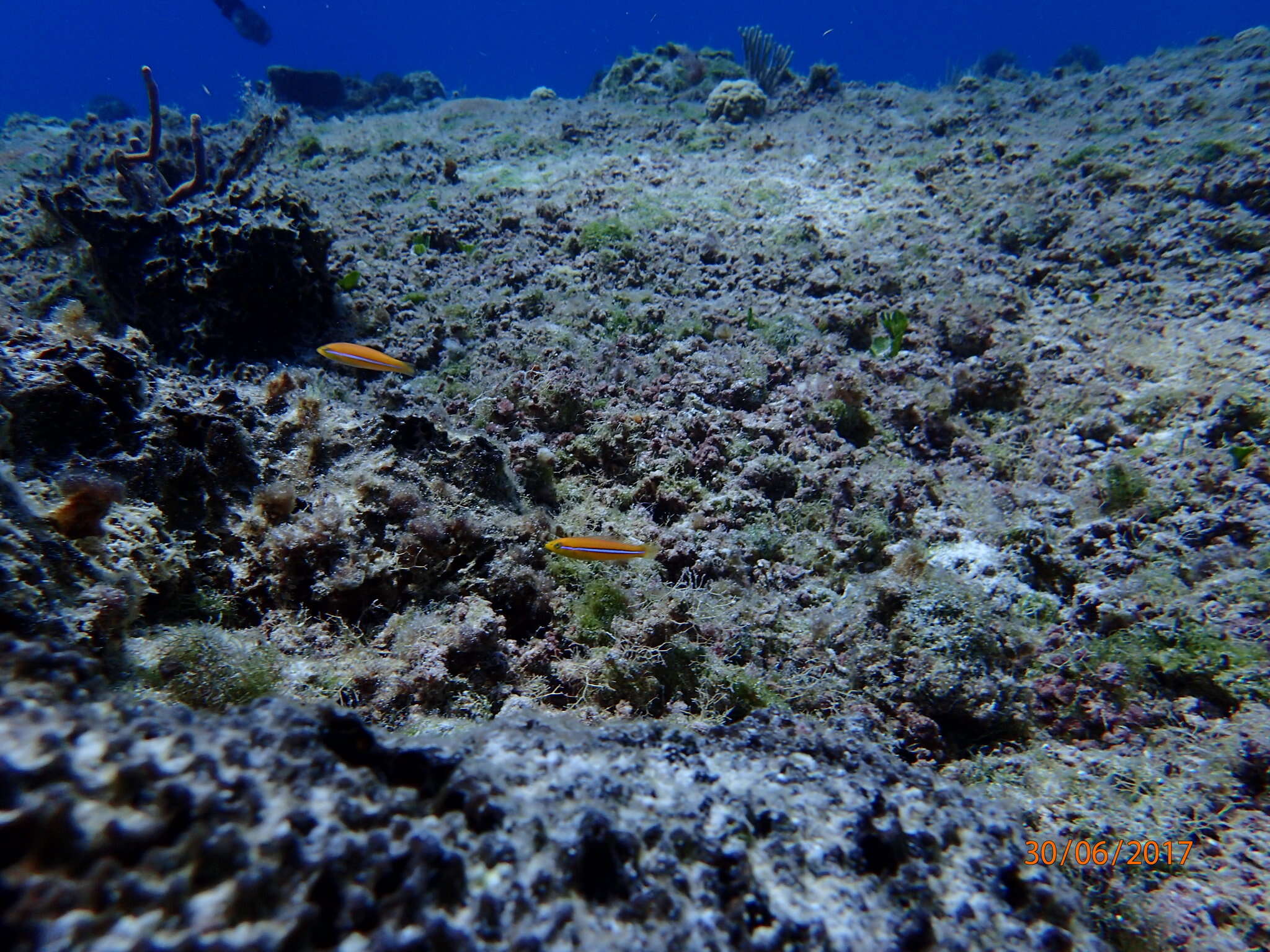 Image of Yellowhead Wrasse