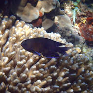 Image of Southern damsel