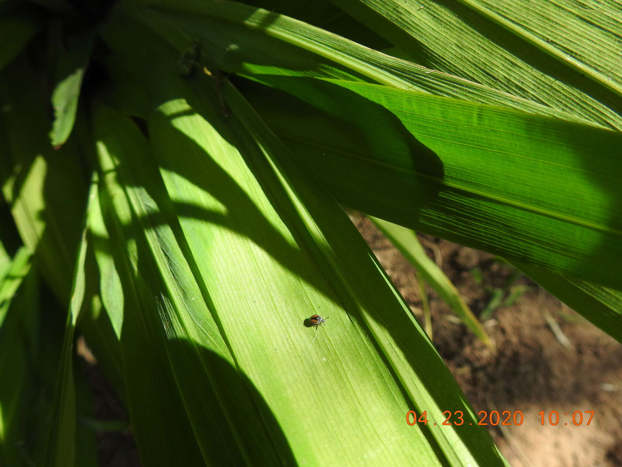 Image of Leaf beetle