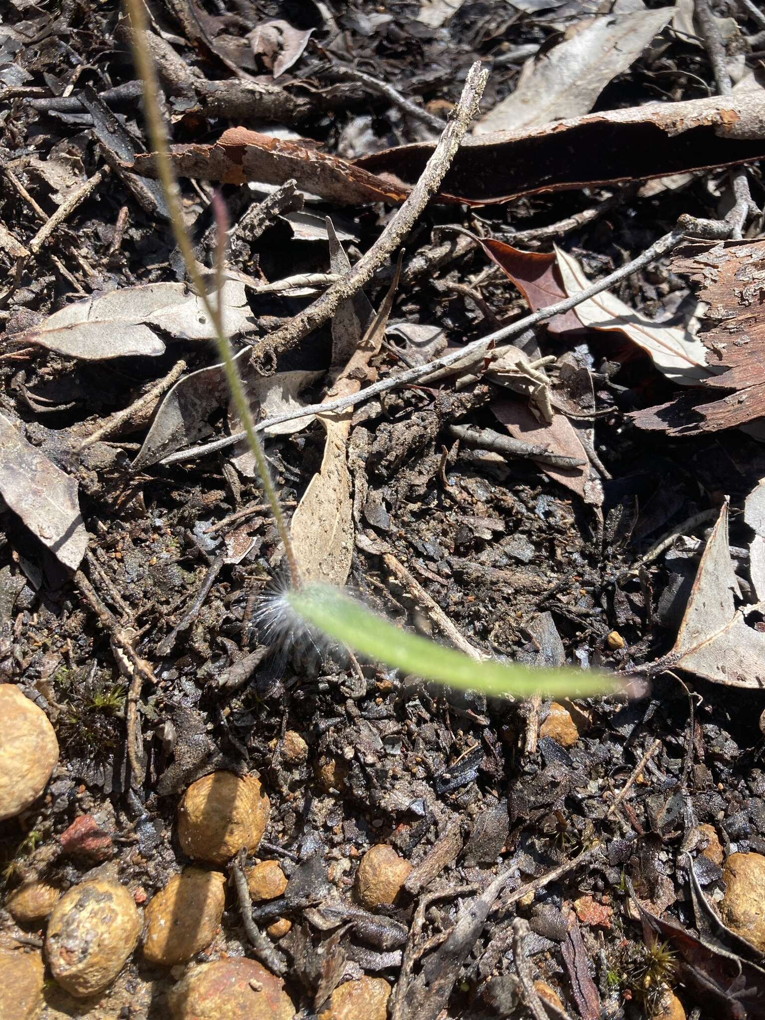 Caladenia plicata Fitzg.的圖片