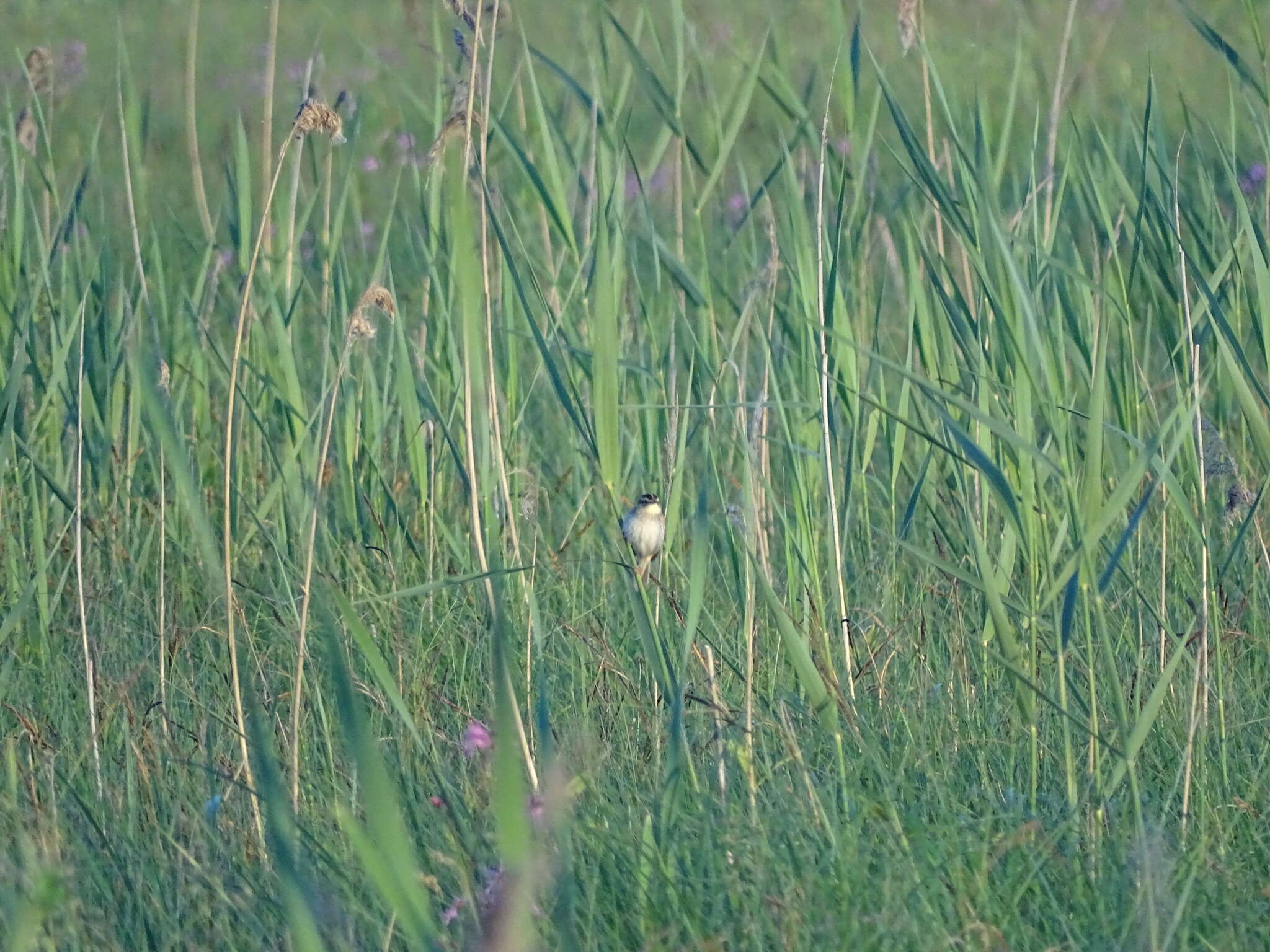 Image of Aquatic Warbler