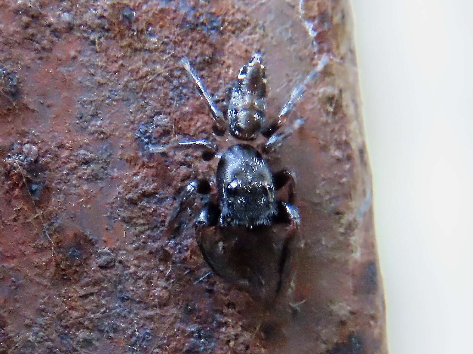 Image of Pungalina plurilineata Richardson 2016