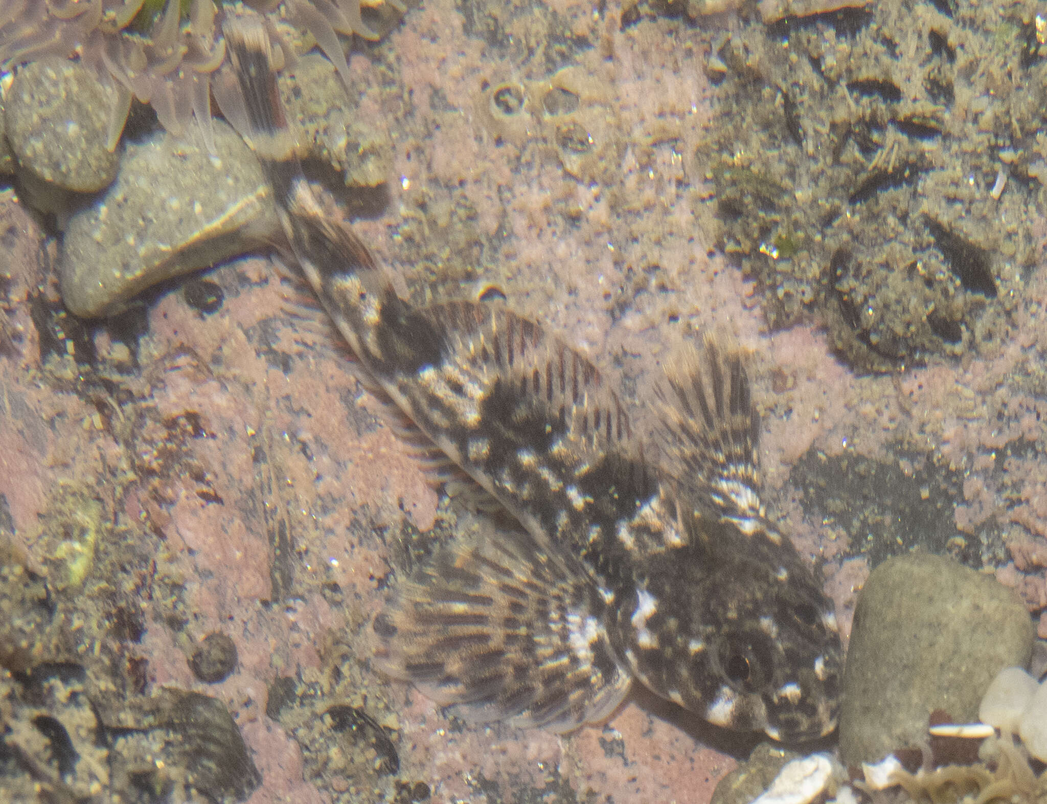 Image of Giant triplefin