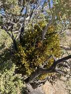 Image of dense mistletoe