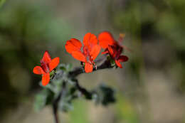 Image of Scarlet pelargonium