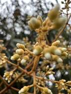 Image of Miconia miocarpa Naud.