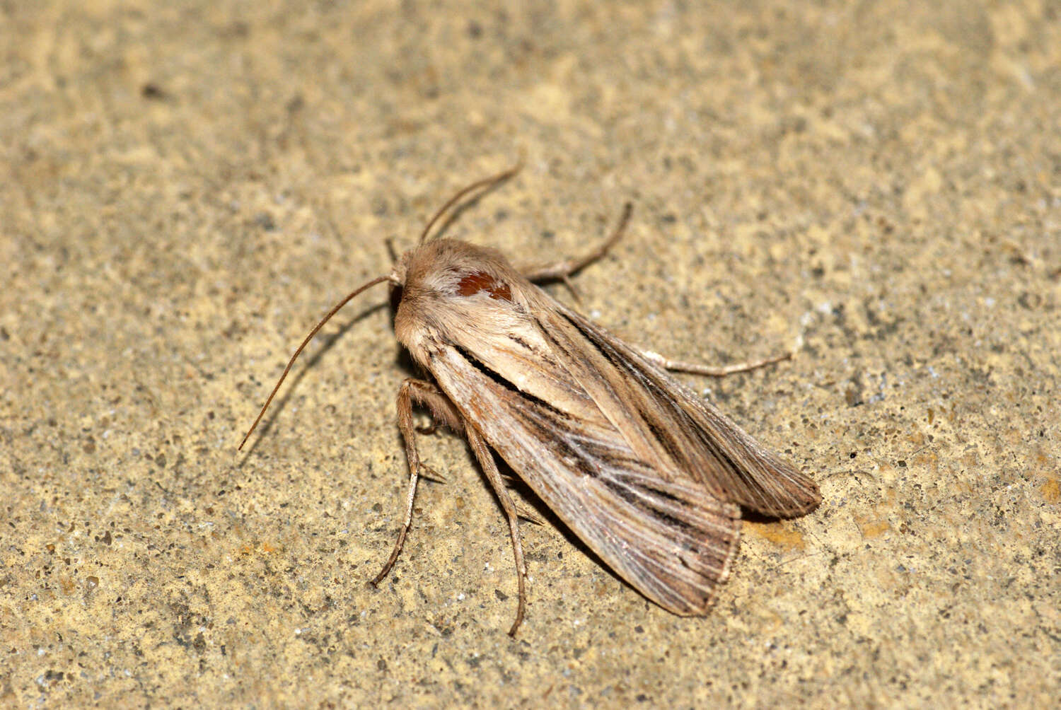 Image of shoulder-striped wainscot