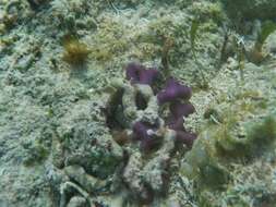 Image of Branched Finger Coral