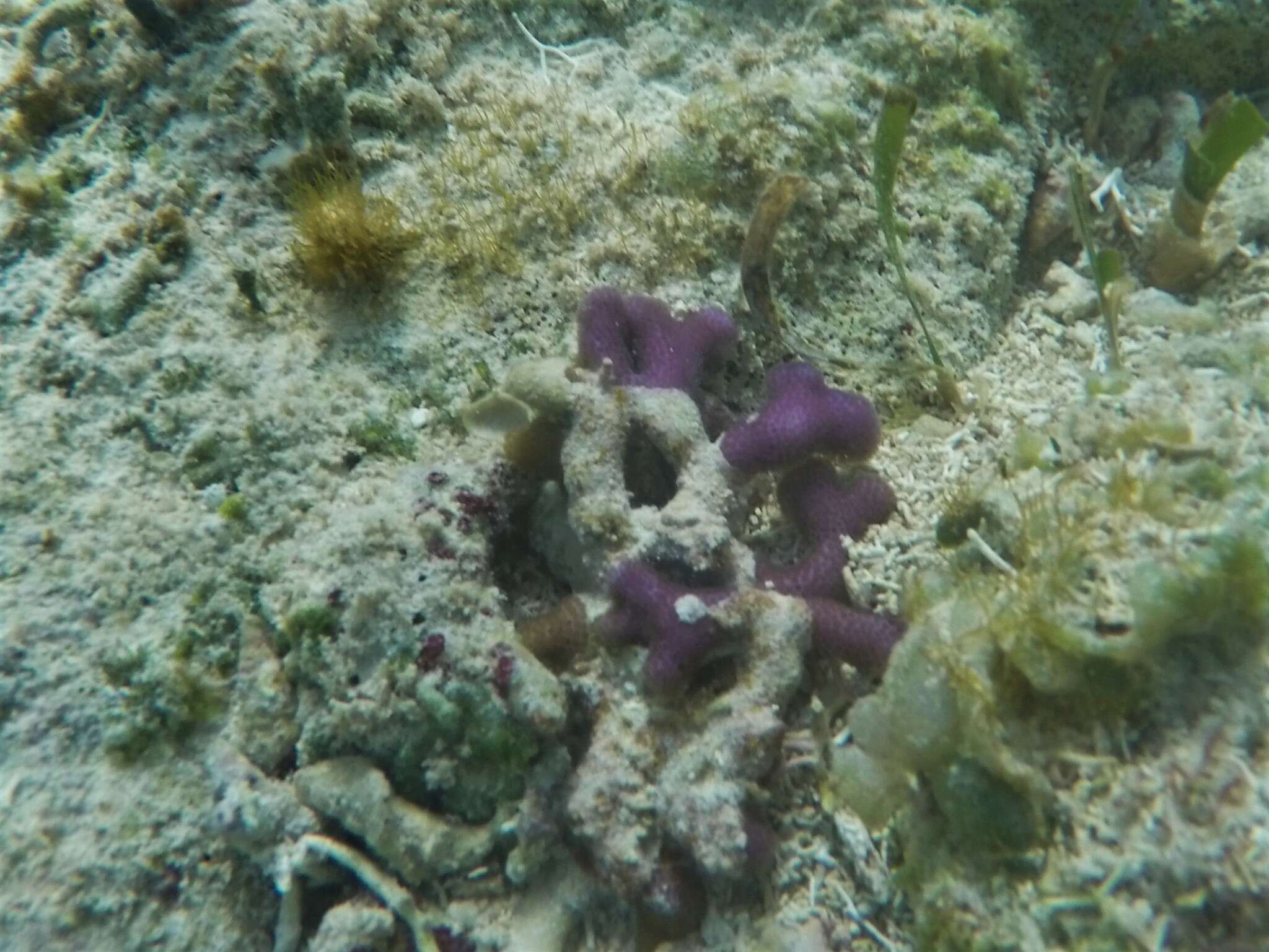 Image of Branched Finger Coral