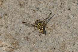 Image of Oriental fruit fly