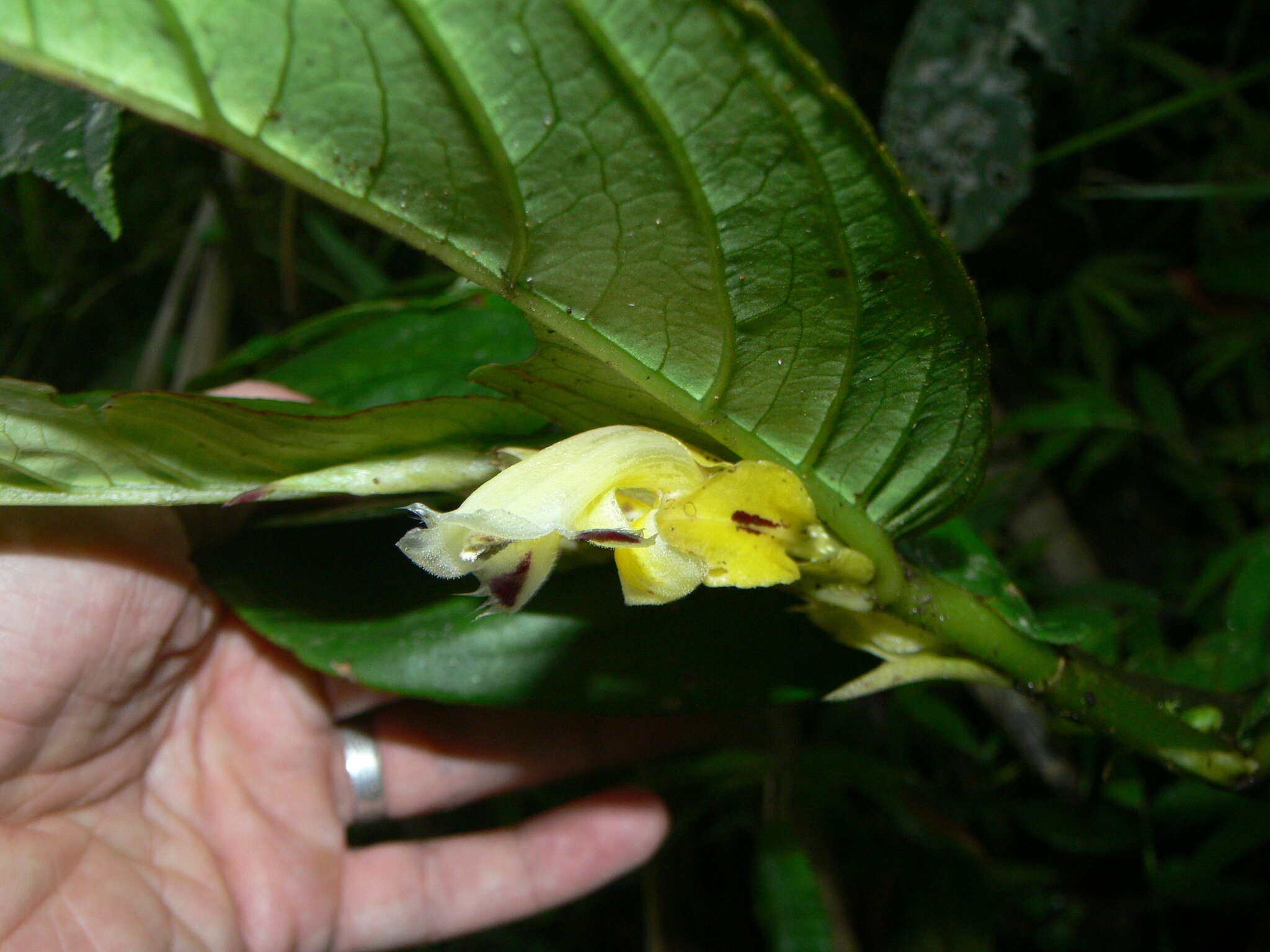 Image of Columnea picta H. Karst.