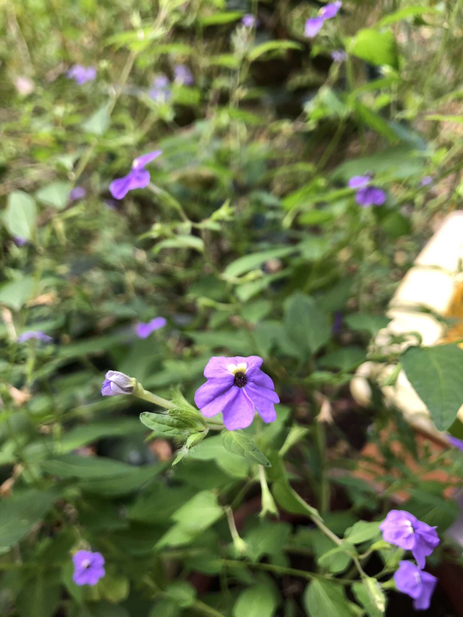 Image of Jamaican forget-me-not