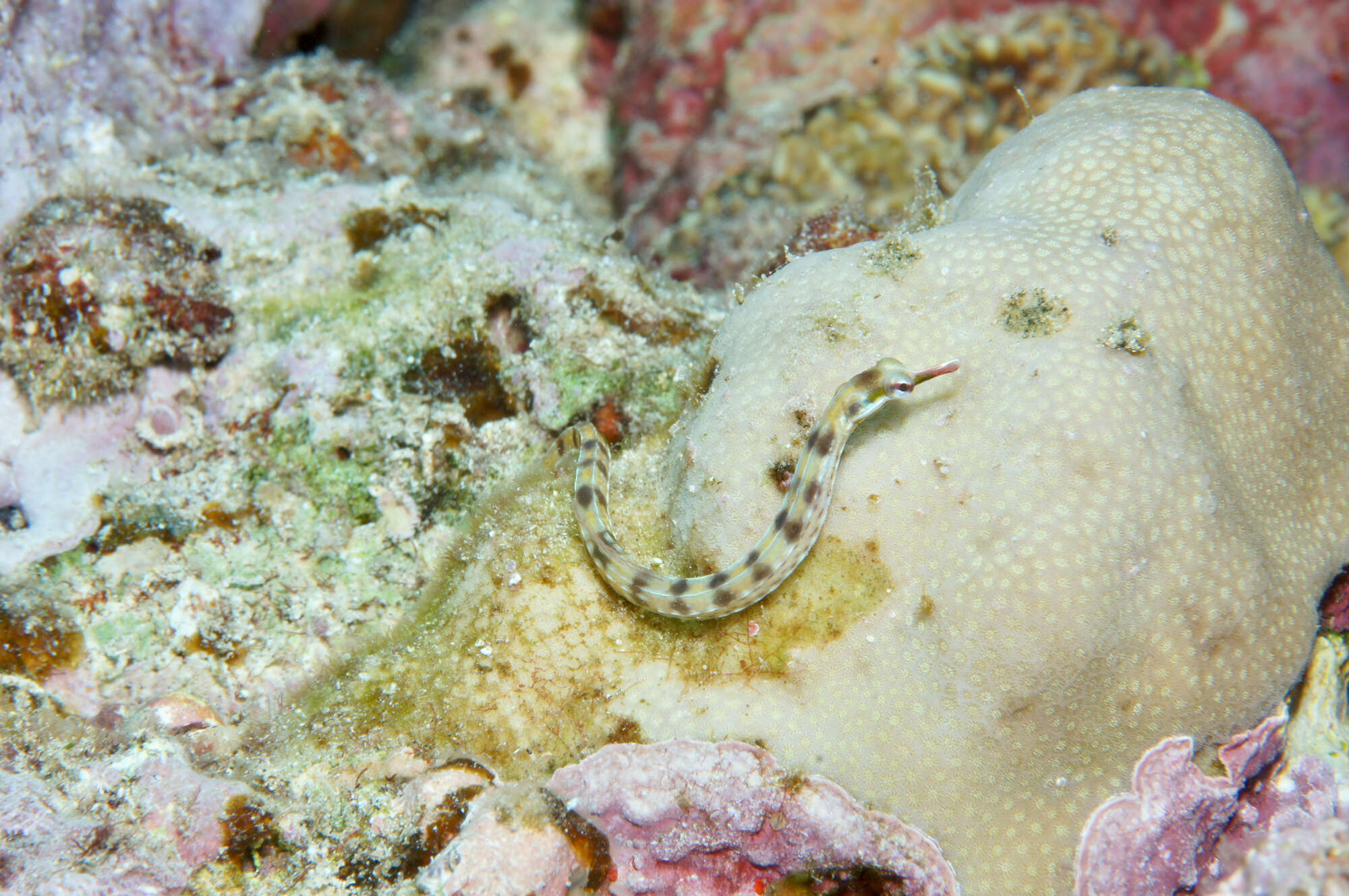 Image of Network pipefish