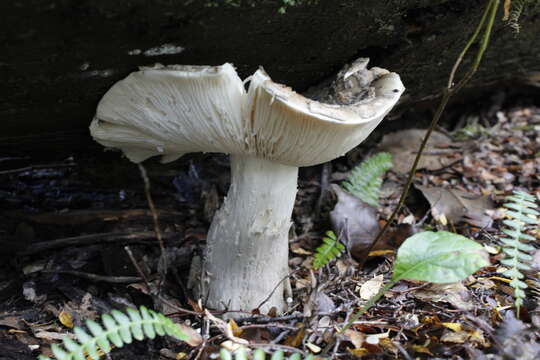 Image de Amanita merxmuelleri Bresinsky & Garrido 1985