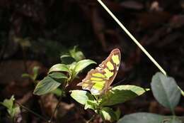 Imagem de Siproeta stelenes meridionalis (Fruhstorfer 1909)