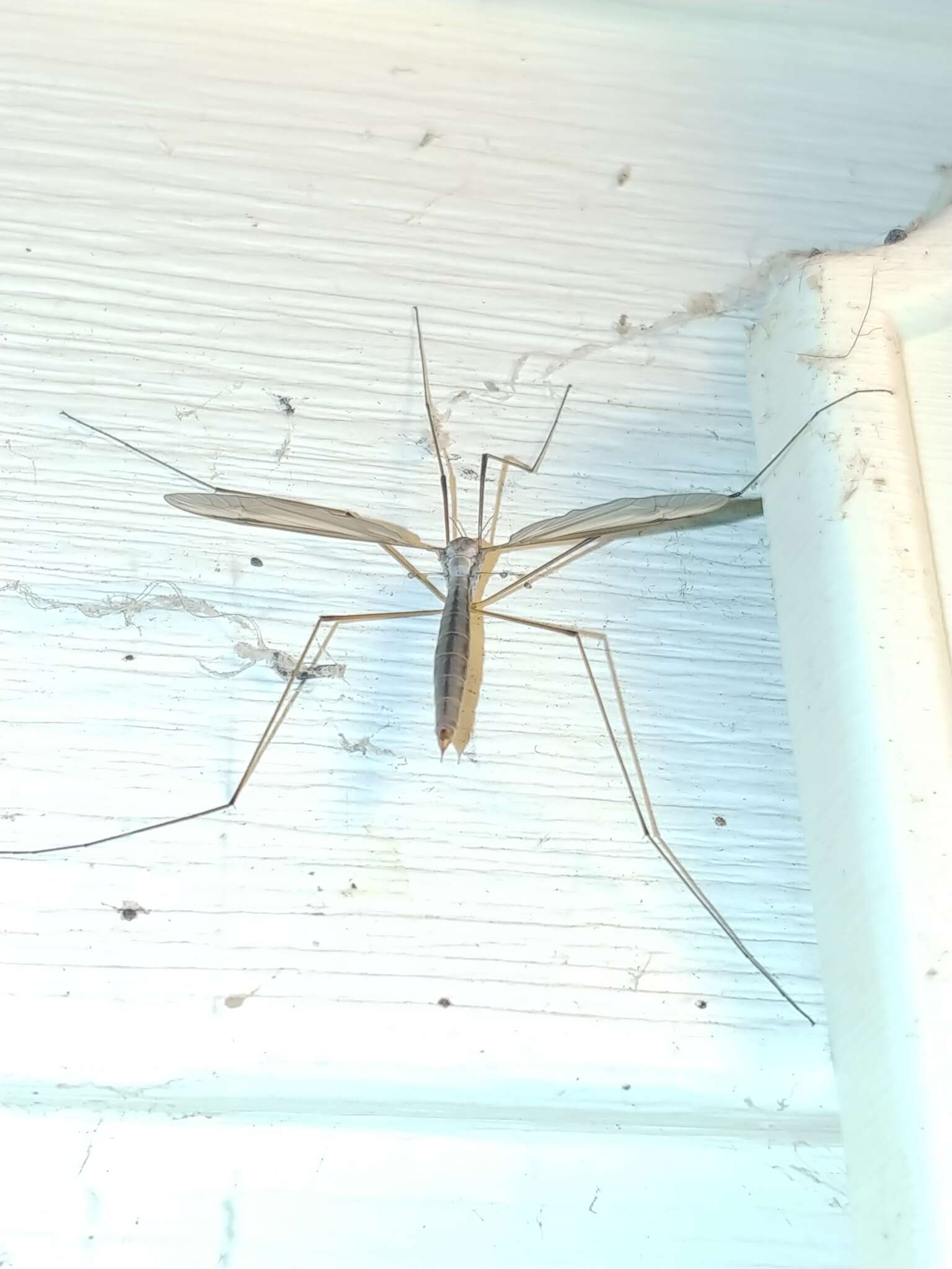 Image of Marsh crane fly