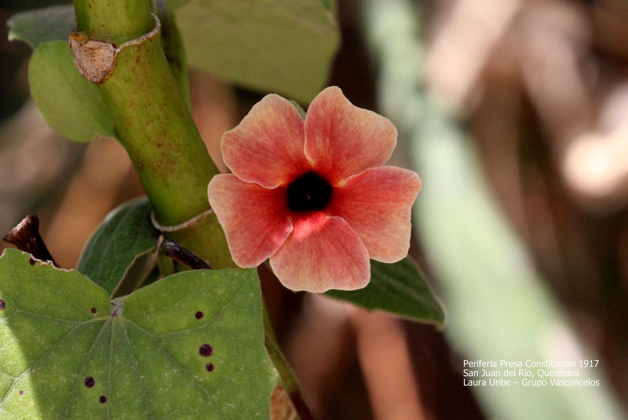 Image de Thunbergia alata Boj. ex Sims