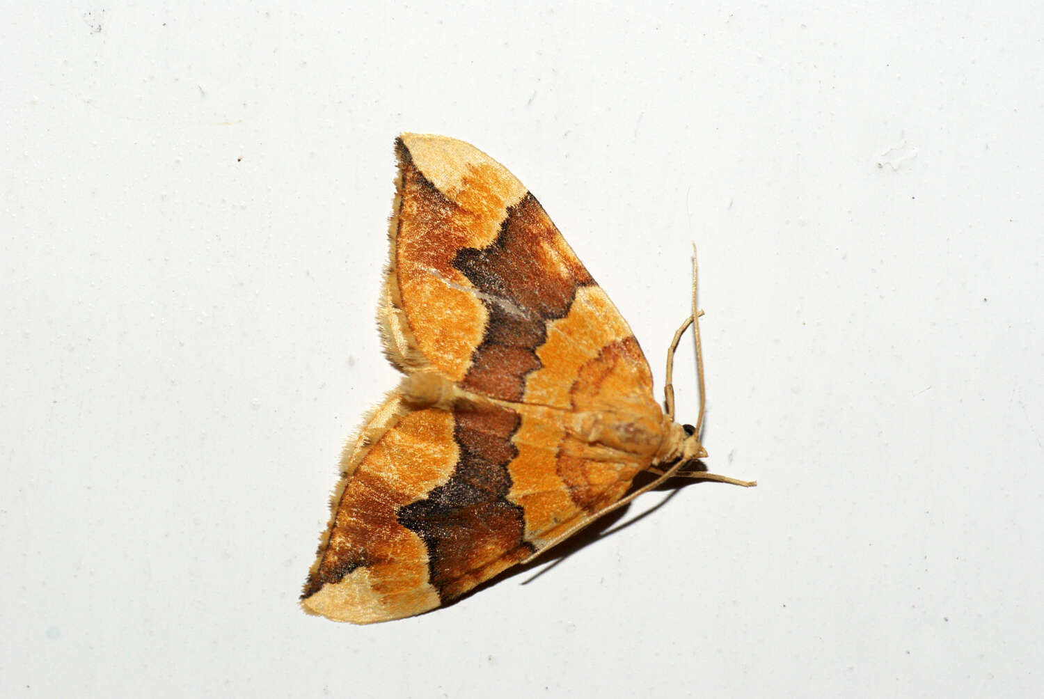 Image of barred yellow