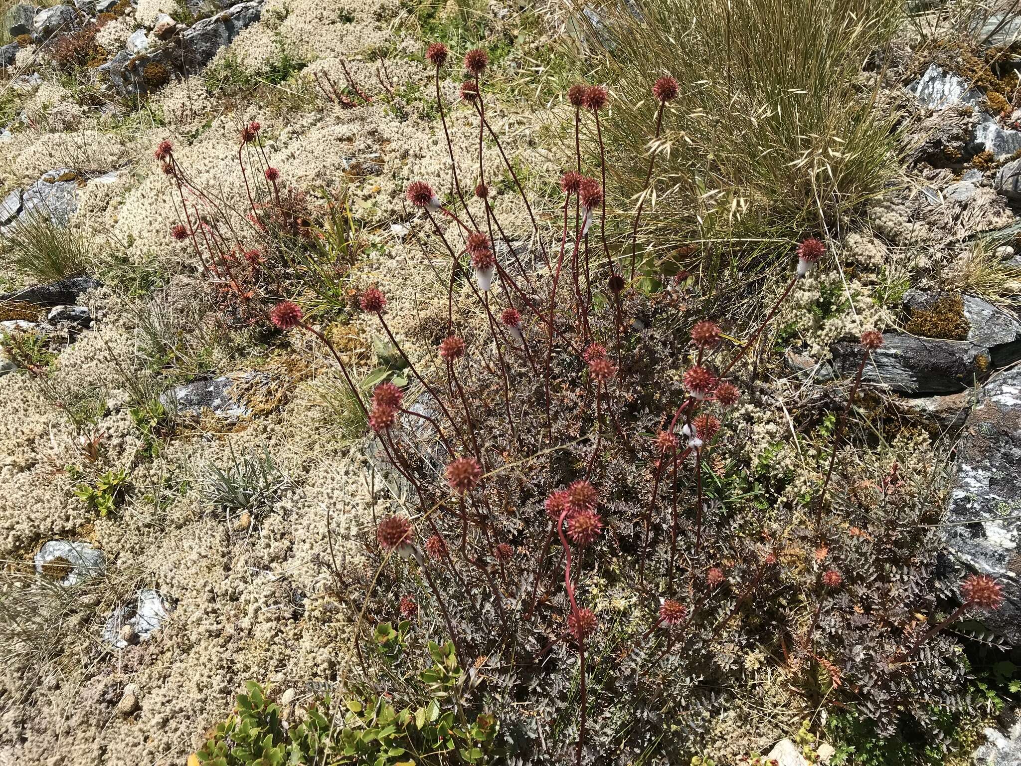 Image of Acaena saccaticupula Bitter