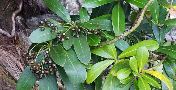 Image of Pseudopanax chathamicus Kirk