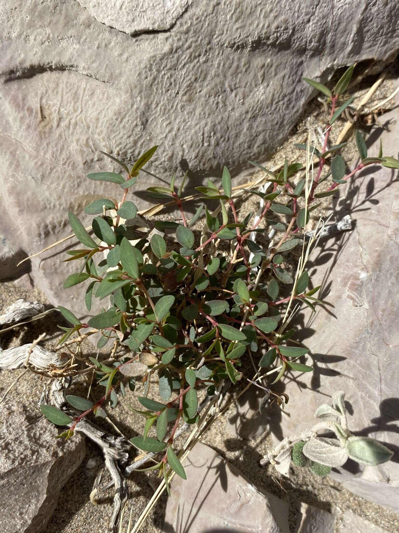 Слика од Euphorbia chaetocalyx var. triligulata (L. C. Wheeler) M. C. Johnst.