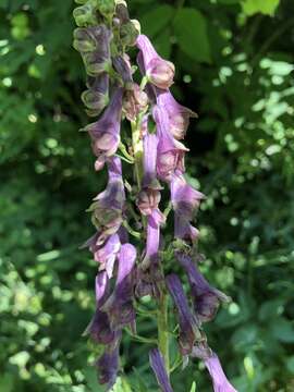 Image of Aconitum lycoctonum subsp. moldavicum (Hacq.) J. Jalas