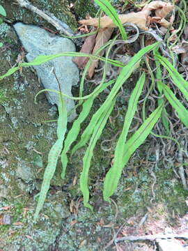 Image de Lepisorus ussuriensis (Regel & Mack.) Ching