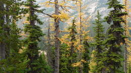 Image of Alpine Larch