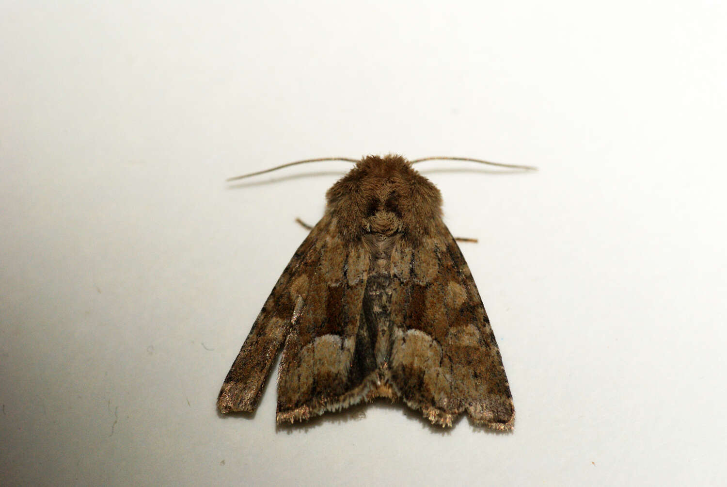 Слика од Oligia fasciuncula Haworth 1809