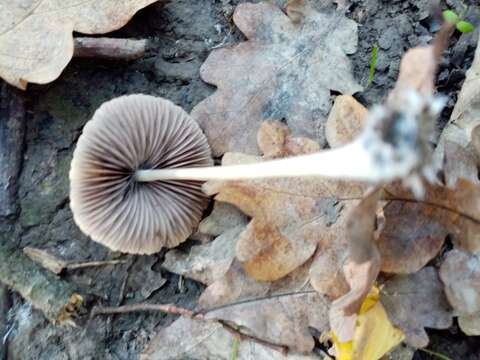 Image of Conocybe tenera (Schaeff.) Fayod 1889