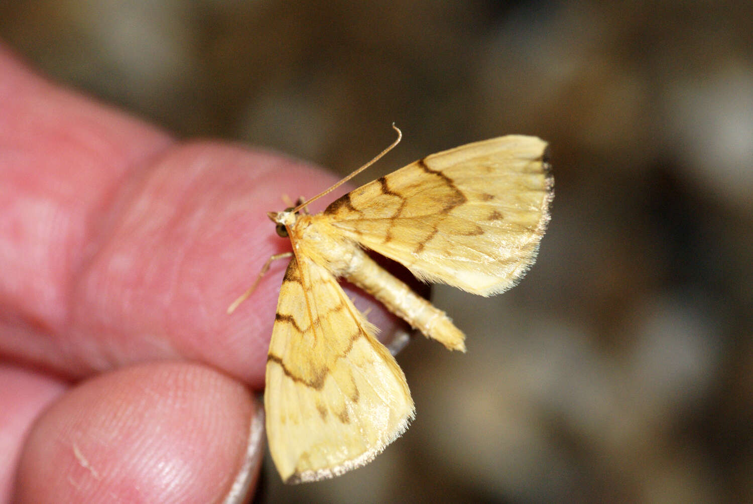 Image of Barred Straw