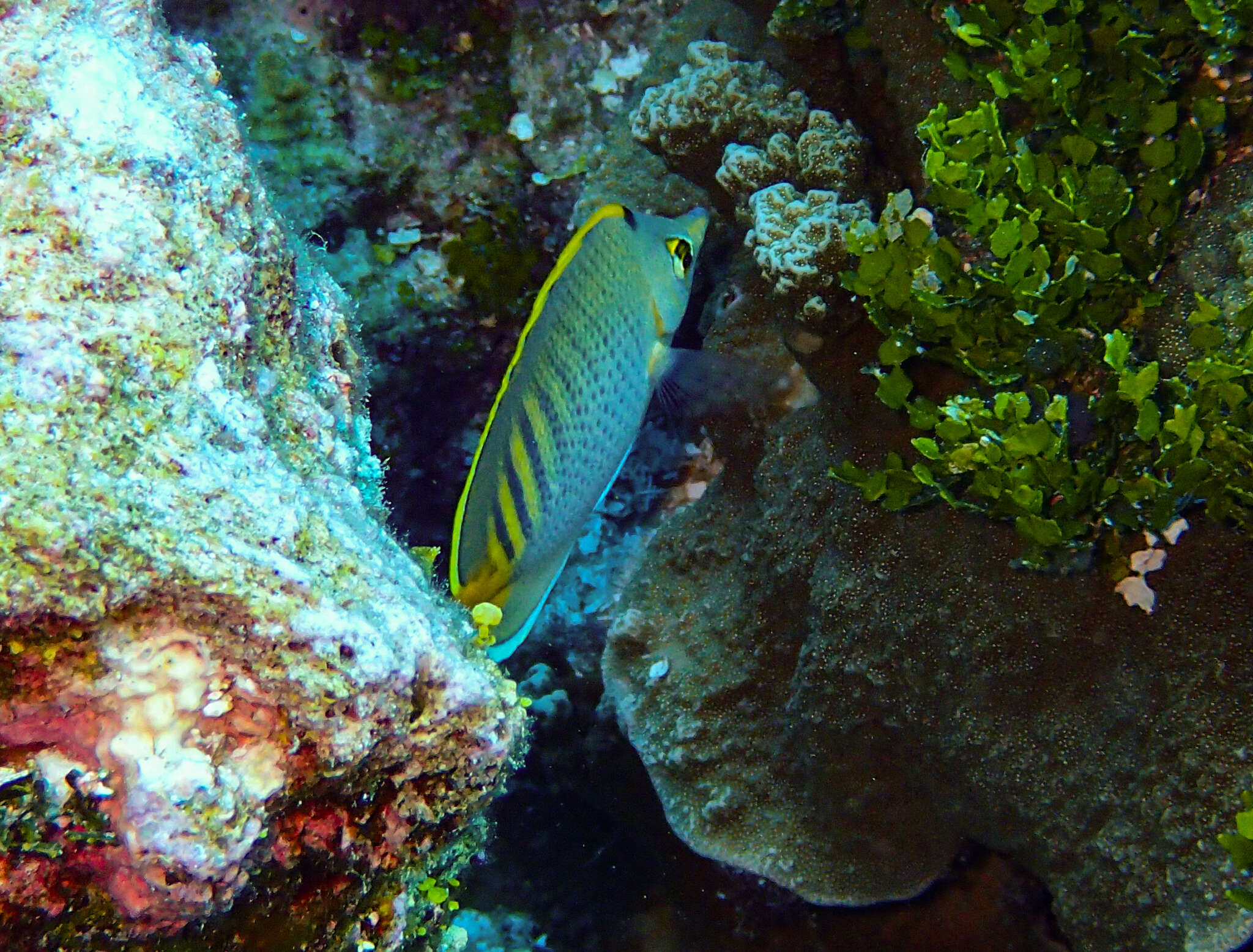 Image of Dot and dash Butterflyfish