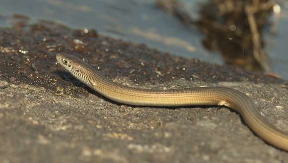 Image of Tetradactylus africanus Gray 1838