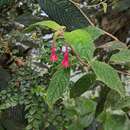 Imagem de Fuchsia scabriuscula Benth.