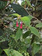 Imagem de Fuchsia scabriuscula Benth.