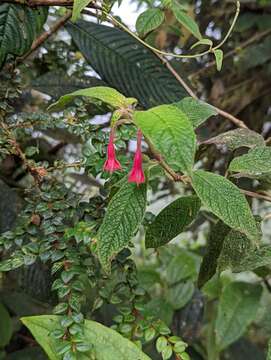 Image of Fuchsia scabriuscula Benth.