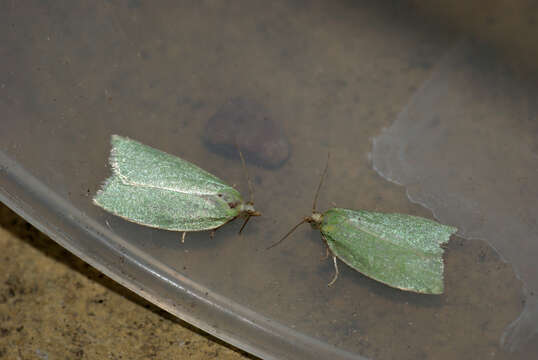 Image of green oak tortrix